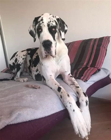 10 Things You Need To Know Before Getting A Great Dane The Paws