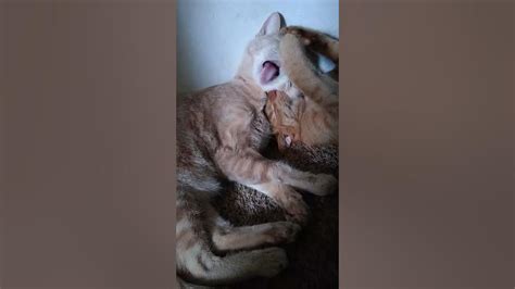 brother and sister licking each other 🥰 youtube