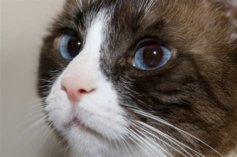What Is A Snowshoe Cat Breed Facts And Faqs Aspca Pet Health Insurance