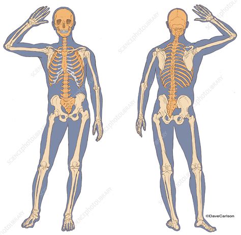 Anterior And Posterior View Of Human Skeleton Illustration Stock