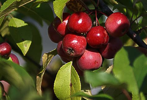 Fruit Trees Home Gardening Apple Cherry Pear Plum Small Red Fruit