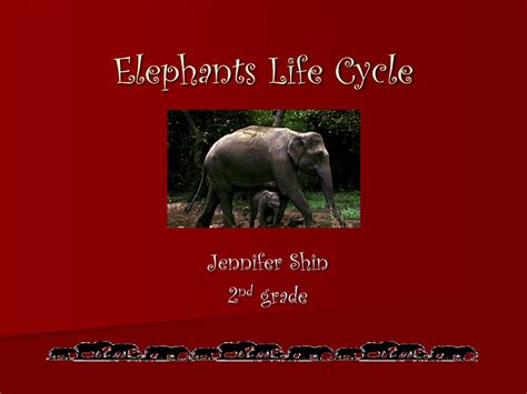Ppt Elephants Life Cycle Powerpoint Presentation Free Download Id955