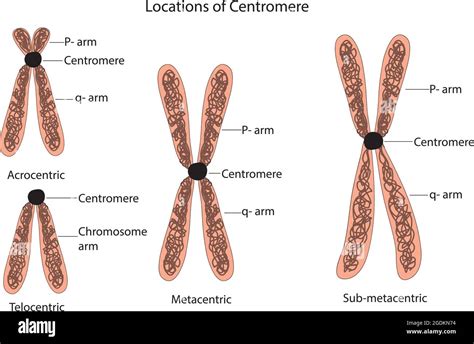 Classification Of Chromosomes Centromere Chromosome Classifications Centromere Location