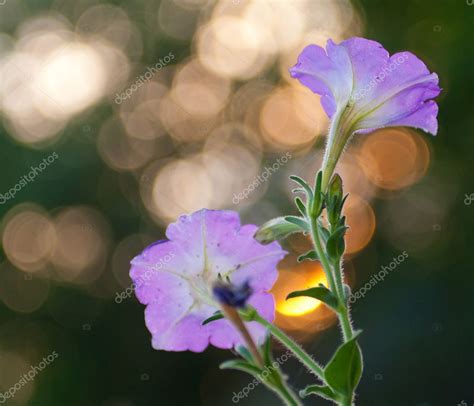 Beautiful Flowers At Sunset — Stock Photo © Articoufa 6410144
