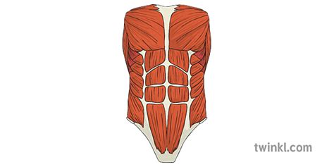 Abdominal Muscles Human Body Anatomy Science Ks2 Illustration Twinkl