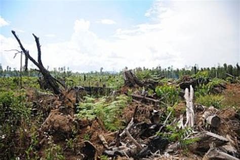 Kerusakan Hutan Jadi Masalah Serius Ntb Republika Online