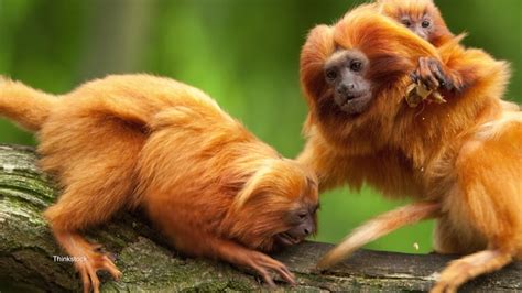 Are Tamarins Returning To The Wild YouTube