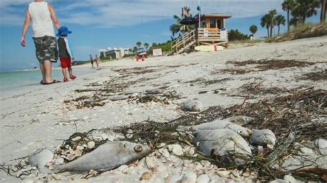 Red Tide Spotted Off Sarasota County