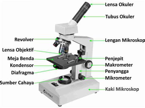 Mikroskop Panduan Lengkap Pengertian Fungsi Jenis Dan Bagian