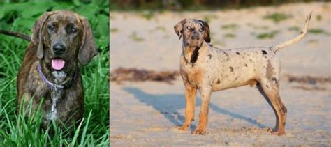 Plott Hound Vs Catahoula Cur Breed Comparison Mydogbreeds