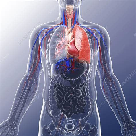 Human Cardiovascular System Artwork Stock Image F0087863