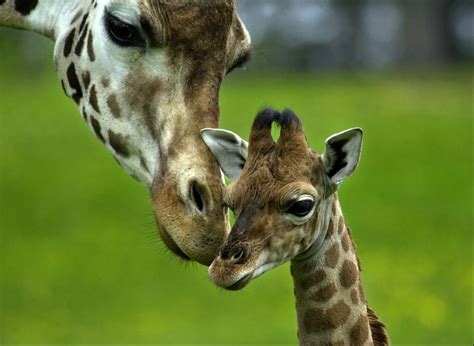 25 Cute Baby Animal Pictures Amazing Creatures