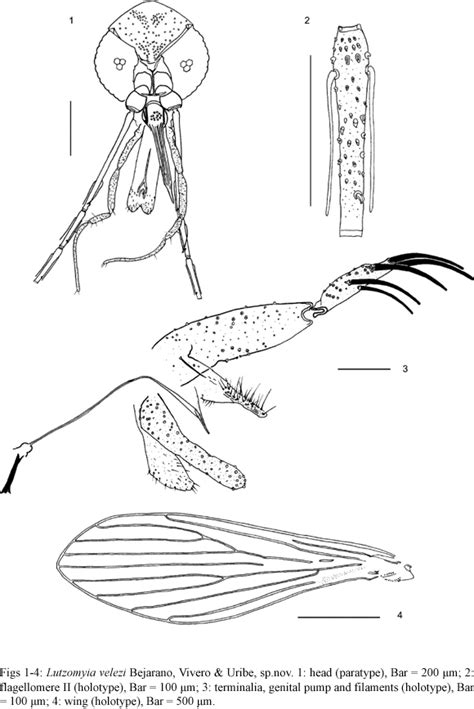 Scielo Brasil Description Of Lutzomyia Velezi A New Species Of Phlebotomine Sand Fly