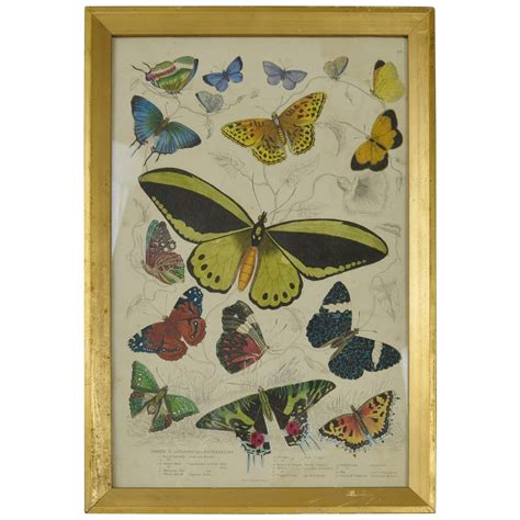 Original Antique Print Of Butterflies 1835 At 1stdibs