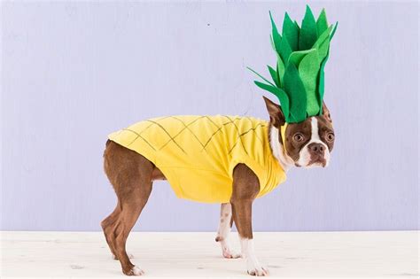 Everything About This Adorable Easy Dog Costume Is A Yes Pineapple