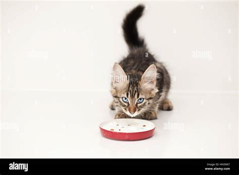 Pictures Kitten Hi Res Stock Photography And Images Alamy