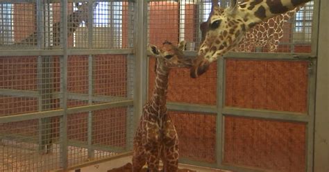 April 12 Dallas Zoo Welcomes New Baby Giraffe