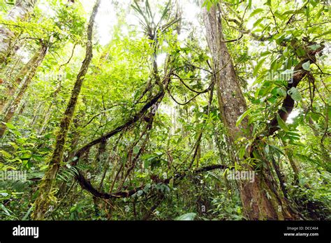 Tangle Of Lianas In The Interior Of Primary Tropical Rainforest