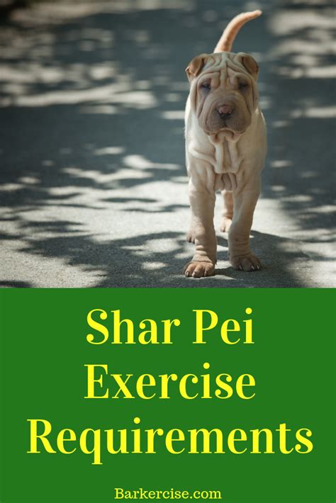 Shar Pei Exercise Needs Shar Pei Shar Pei Puppies Puppy Dog Pictures