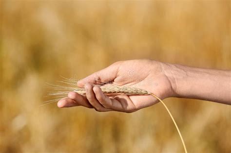Farmer With Wheat Spikelet In Field Cereal Grain Crop Stock Image