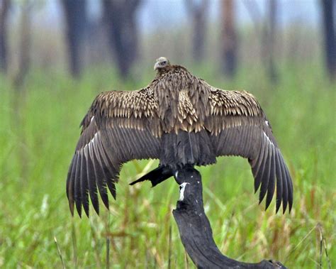The egyptian vulture ( neophron percnopterus ), also called the white scavenger vulture or pharaoh's chicken , is a species of small old world vulture and the only member of the genus neophron. The Great Indian Vulture Crisis