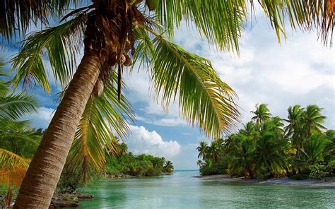 Nature Landscape Island Beach Palm Trees Tropical Sea Summer
