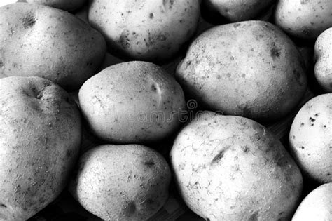 Potatoes Stock Photo Image Of Brown Herd Black Grow 14501958