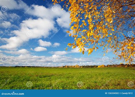 Trees On The Field In Autumn On Beautiful Sunny Day Stock Photo Image