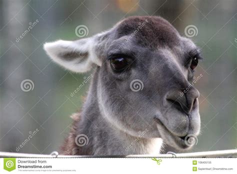 Lama Stock Image Image Of Funny Andes America White 106405155