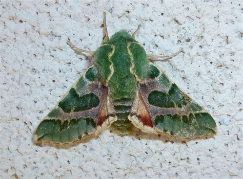 Pacific Green Sphinx Moth Moth Sphinx Moth Butterfly Species