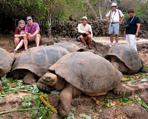 Galapagos Islands Visitors Observe Very Large Male Giant Tortoises At The Charles Darwin