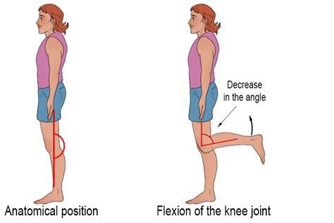 Knee Flexion Mammoth Memory Definition Remember Meaning