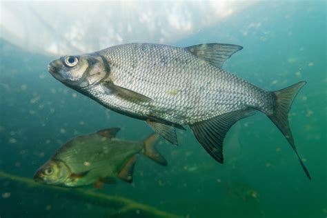 Aral Bream Abramis Brama The Common Bream Freshwater Bream B Don