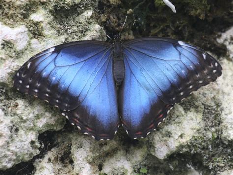 Blue Morpho Morpho Peleides Butterfly At Fairchild Tropi Flickr