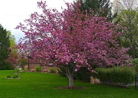 The floweringer pear is a great small ornamental tree for the landscape and there are a couple different varieties. Types Of Dwarf Trees For Landscaping — Randolph Indoor and ...