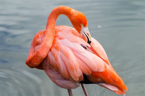 Pink Flamingo Free Stock Photo Public Domain Pictures