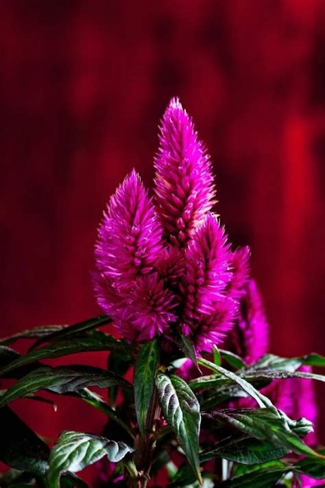 The Beauty Of The Celosia Flower Home Decoration And Improvement In