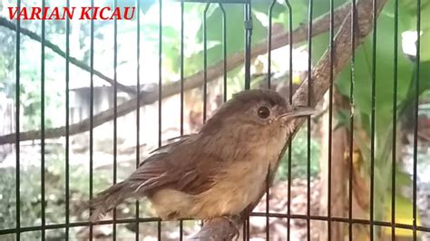 Sebagian teman teman pastinya sudah ada yang bisa membedakan burung lovebird sedang birahai atau tidak, namun khususnya untuk teman teman yang baru terjun ke hoby memelihara burung lovebird ini mungkin ada … BURUNG FLAMBOYAN NGEBREN GACORR - YouTube