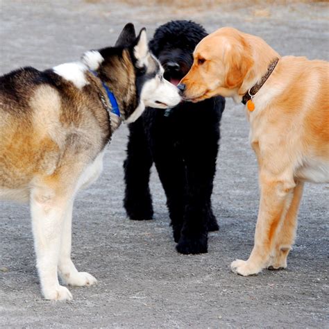 Whatever the reason your dog wasn't socialized as a puppy, it doesn't mean he has to be relegated to a life without dog friends or free play with others. Dog Park Attack Stories Were Exaggerated | MLTnews.com