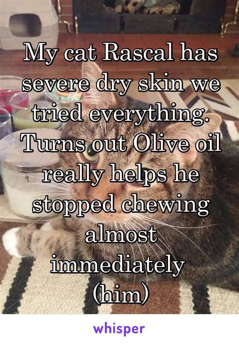 Dry skin in cats is either caused by fleas, the dryness of the air or may stem from a more systemic issue like a poor diet. My cat Rascal has severe dry skin we tried everything ...