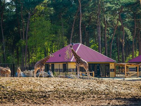 +31 13 549 13 31. 75 euro kortingscode Safari Resort Beekse Bergen ...