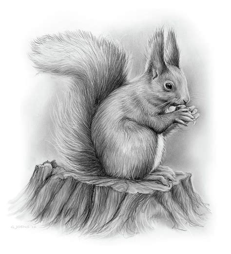Squirrel By Greg Joens In 2022 Pencil Drawings Of Animals Pencil