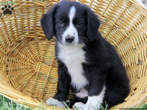 Janet also uses modern science based puppy rearing techniques such as avidog and puppy culture, whelping and rearing those pups inside her home (not in a kennel), in order to offer you exceptional puppies with the. Coolidge - Border Collie Mix Puppy For Sale in Pennsylvania | Border collie mix puppies, Border ...