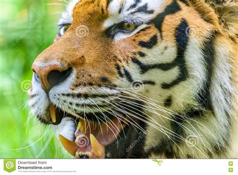 Wild Young Tiger Portrait Stock Image Image Of Beauty 73294661