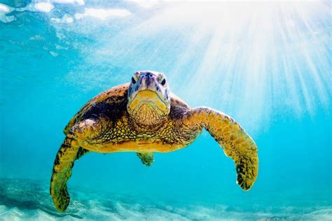 Green Sea Turtles Return To The Same Feeding Ground For 3000 Years A