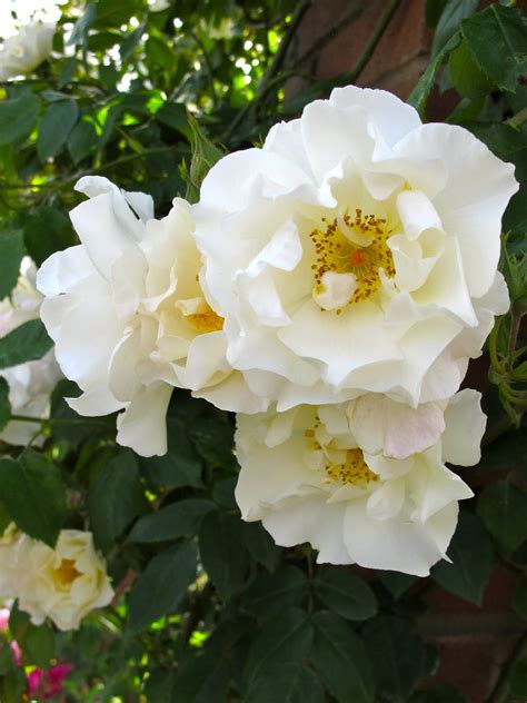 Mountain Snow Rose A Rambling Rose With Large White Flow Susan