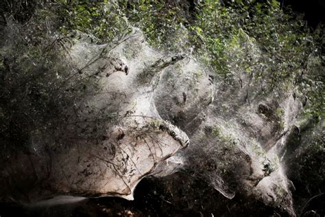Weird Spiders Engulf Jerusalem Forest With Huge Webs That Swallow