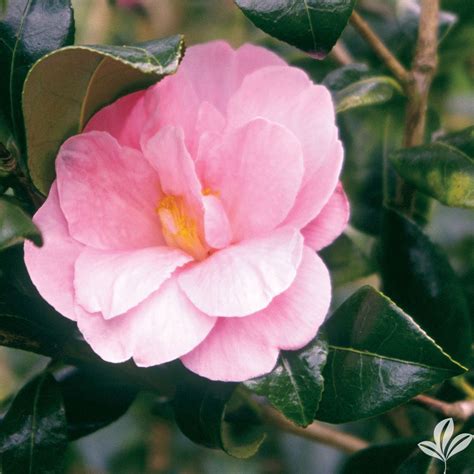 Pink Icicle Camellia Pink Flowers Or Flower Parts Almost Eden