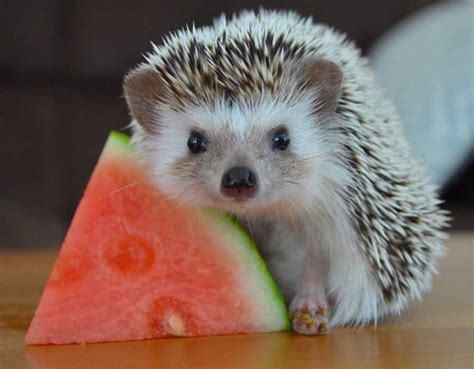 25 Pictures That Show Hedgehogs Are The Cutest