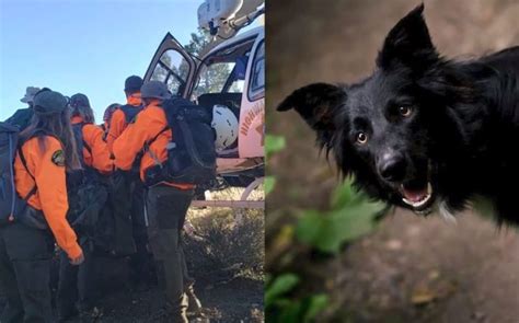 A Border Collie Named Saul Rescued His Owner Who Fell 70 Feet While